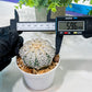 Custom Order- We’ll send you the exact live plant pictured (T5) (o5) | Las Vegas Plant Shp | 3" Pot
