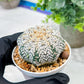 Custom Order- We’ll send you the exact live plant pictured (T5) (o5) | Las Vegas Plant Shp | 3" Pot