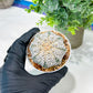 Custom Order- We’ll send you the exact live plant pictured (T5) (o5) | Las Vegas Plant Shp | 3" Pot