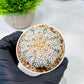 Custom Order- We’ll send you the exact live plant pictured (T5) (o5) | Las Vegas Plant Shp | 3" Pot