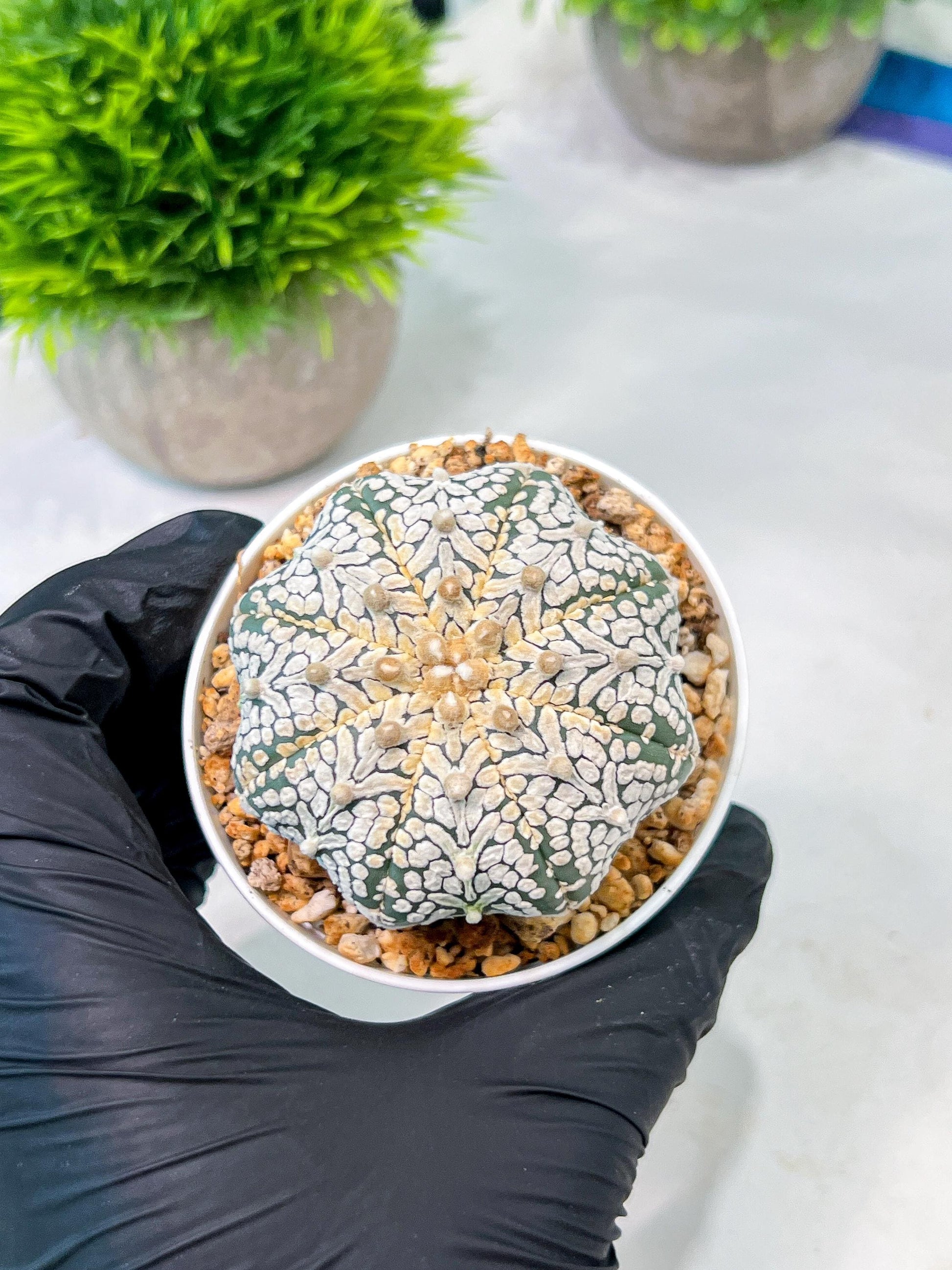 Custom Order- We’ll send you the exact live plant pictured (T5) (o5) | Las Vegas Plant Shp | 3" Pot