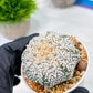 Custom Order- We’ll send you the exact live plant pictured (T5) (o5) | Las Vegas Plant Shp | 3" Pot