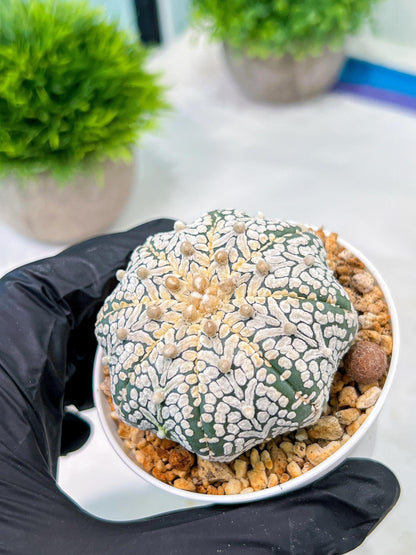 Custom Order- We’ll send you the exact live plant pictured (T5) (o5) | Las Vegas Plant Shp | 3" Pot