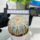 Custom Order- We’ll send you the exact live plant pictured (T5) (o6) | American Plant Seller | 3" Pot