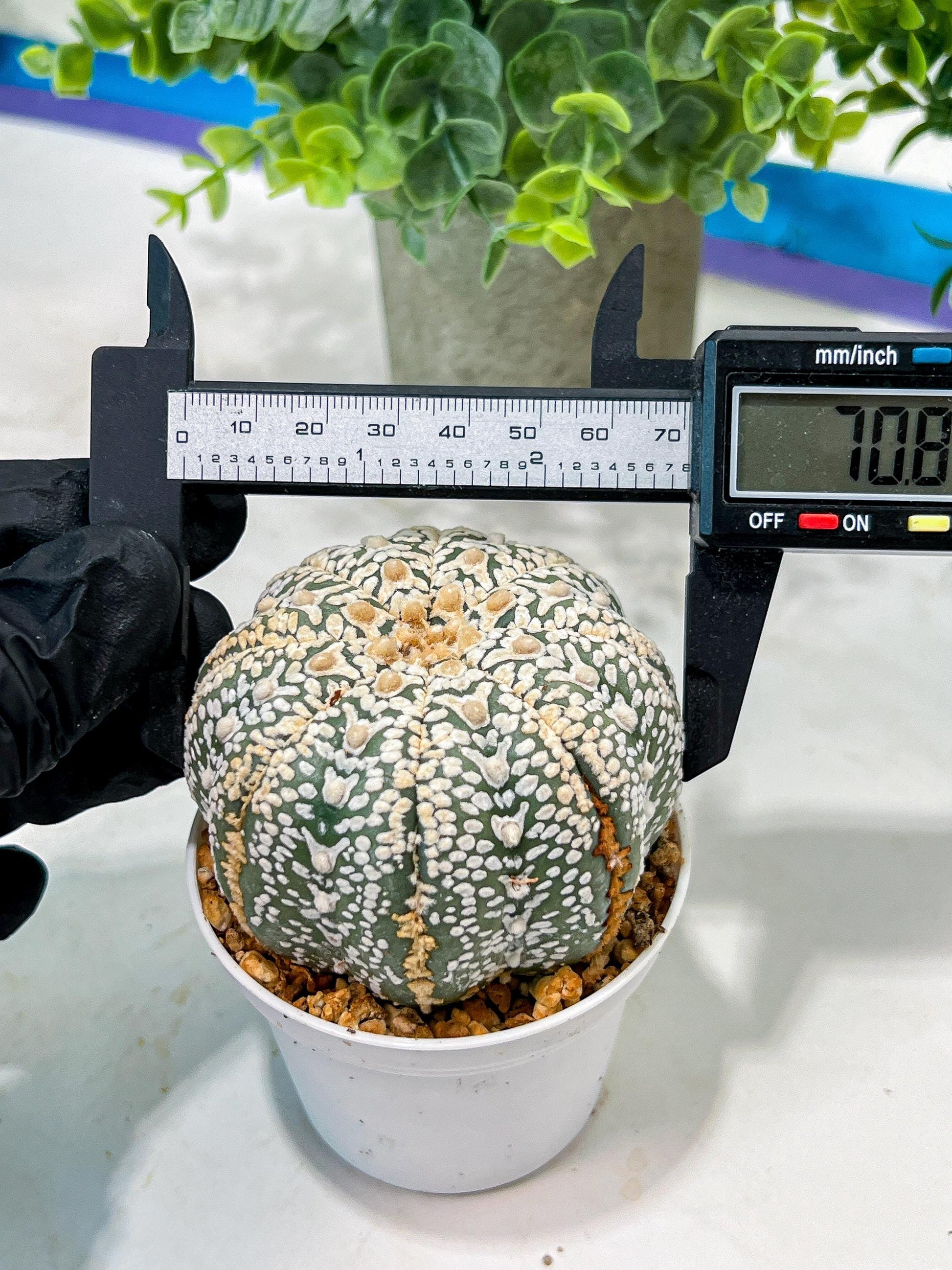 Custom Order- We’ll send you the exact live plant pictured (T5) (o6) | American Plant Seller | 3" Pot