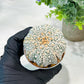 Custom Order- We’ll send you the exact live plant pictured (T5) (o6) | American Plant Seller | 3" Pot