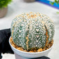Custom Order- We’ll send you the exact live plant pictured (T5) (o6) | American Plant Seller | 3" Pot