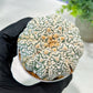 Custom Order- We’ll send you the exact live plant pictured (T5) (o6) | American Plant Seller | 3" Pot