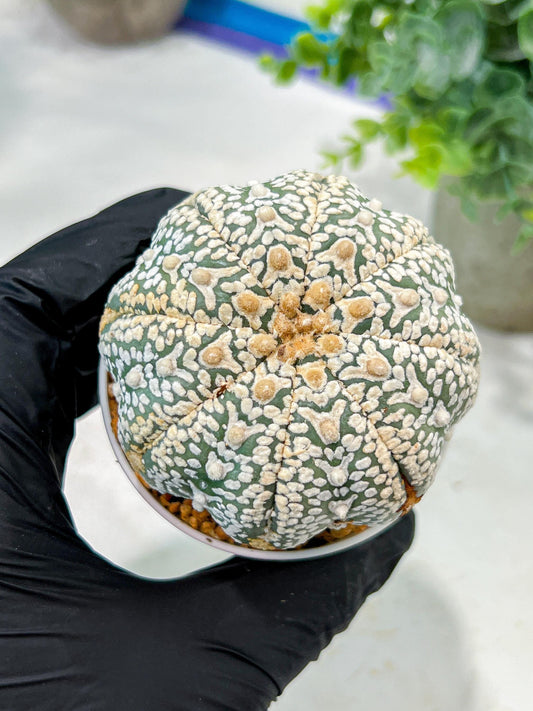 Custom Order- We’ll send you the exact live plant pictured (T5) (o6) | American Plant Seller | 3" Pot