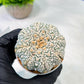 Custom Order- We’ll send you the exact live plant pictured (T5) (o6) | American Plant Seller | 3" Pot