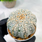 Custom Order- We’ll send you the exact live plant pictured (T5) (o6) | American Plant Seller | 3" Pot