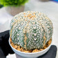 Custom Order- We’ll send you the exact live plant pictured (T5) (o6) | American Plant Seller | 3" Pot
