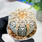 Custom Order- We’ll send you the exact live plant pictured (T5) (o7) | Nevada Plant Seller | 3" Pot