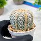 Custom Order- We’ll send you the exact live plant pictured (T5) (o7) | Nevada Plant Seller | 3" Pot