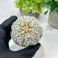 Custom Order- We’ll send you the exact live plant pictured (T8) (y1) | Imported From Japan | 3" Pot