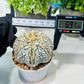 Custom Order- We’ll send you the exact live plant pictured (T8) (y1) | Imported From Japan | 3" Pot
