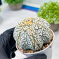 Custom Order- We’ll send you the exact live plant pictured (T8) (y1) | Imported From Japan | 3" Pot