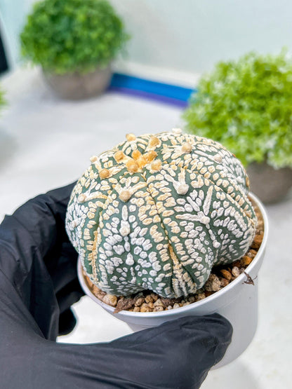Custom Order- We’ll send you the exact live plant pictured (T8) (y1) | Imported From Japan | 3" Pot