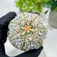 Custom Order- We’ll send you the exact live plant pictured (T8) (y1) | Imported From Japan | 3" Pot