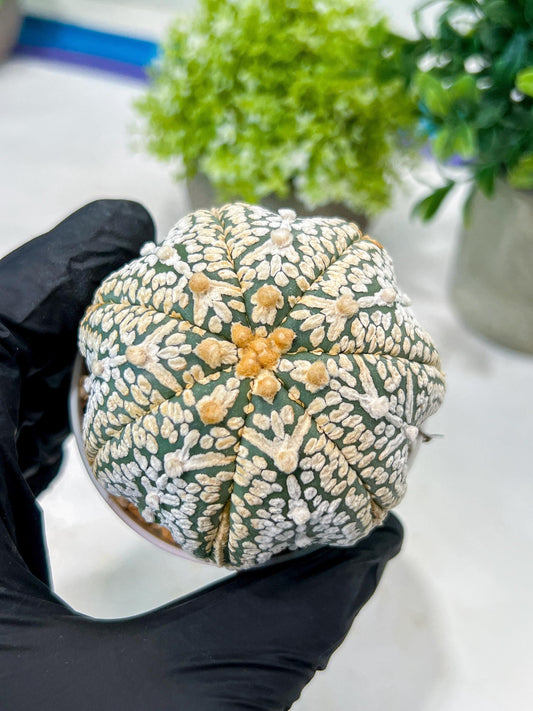 Custom Order- We’ll send you the exact live plant pictured (T8) (y1) | Imported From Japan | 3" Pot