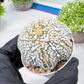 Custom Order- We’ll send you the exact live plant pictured (T8) (y1) | Imported From Japan | 3" Pot