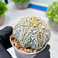 Custom Order- We’ll send you the exact live plant pictured (T8) (y1) | Imported From Japan | 3" Pot