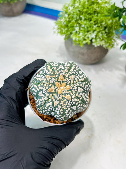 Custom Order- We’ll send you the exact live plant pictured (T8) (y2) | Las Vegas Plant Shop | 3" Pot
