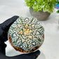 Custom Order- We’ll send you the exact live plant pictured (T8) (y2) | Las Vegas Plant Shop | 3" Pot