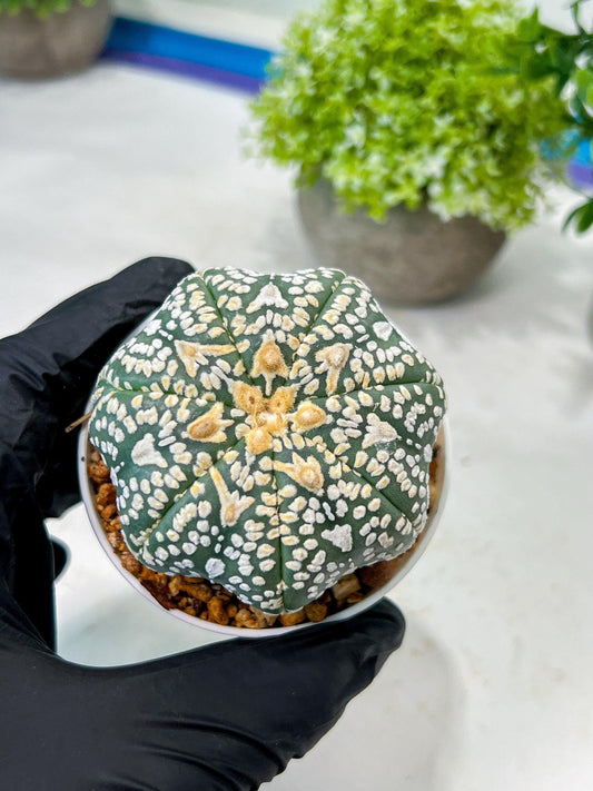 Custom Order- We’ll send you the exact live plant pictured (T8) (y2) | Las Vegas Plant Shop | 3" Pot