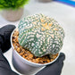 Custom Order- We’ll send you the exact live plant pictured (T8) (y2) | Las Vegas Plant Shop | 3" Pot