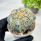 Custom Order- We’ll send you the exact live plant pictured (T8) (y3) | SHIP from USA | 3" Pot