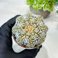 Custom Order- We’ll send you the exact live plant pictured (T8) (y3) | SHIP from USA | 3" Pot