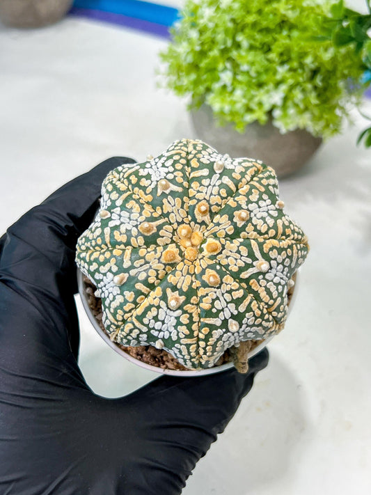 Custom Order- We’ll send you the exact live plant pictured (T8) (y3) | SHIP from USA | 3" Pot
