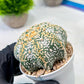 Custom Order- We’ll send you the exact live plant pictured (T8) (y3) | SHIP from USA | 3" Pot