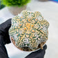 Custom Order- We’ll send you the exact live plant pictured (T8) (y3) | SHIP from USA | 3" Pot