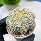 Custom Order- We’ll send you the exact live plant pictured (T8) (y3) | SHIP from USA | 3" Pot