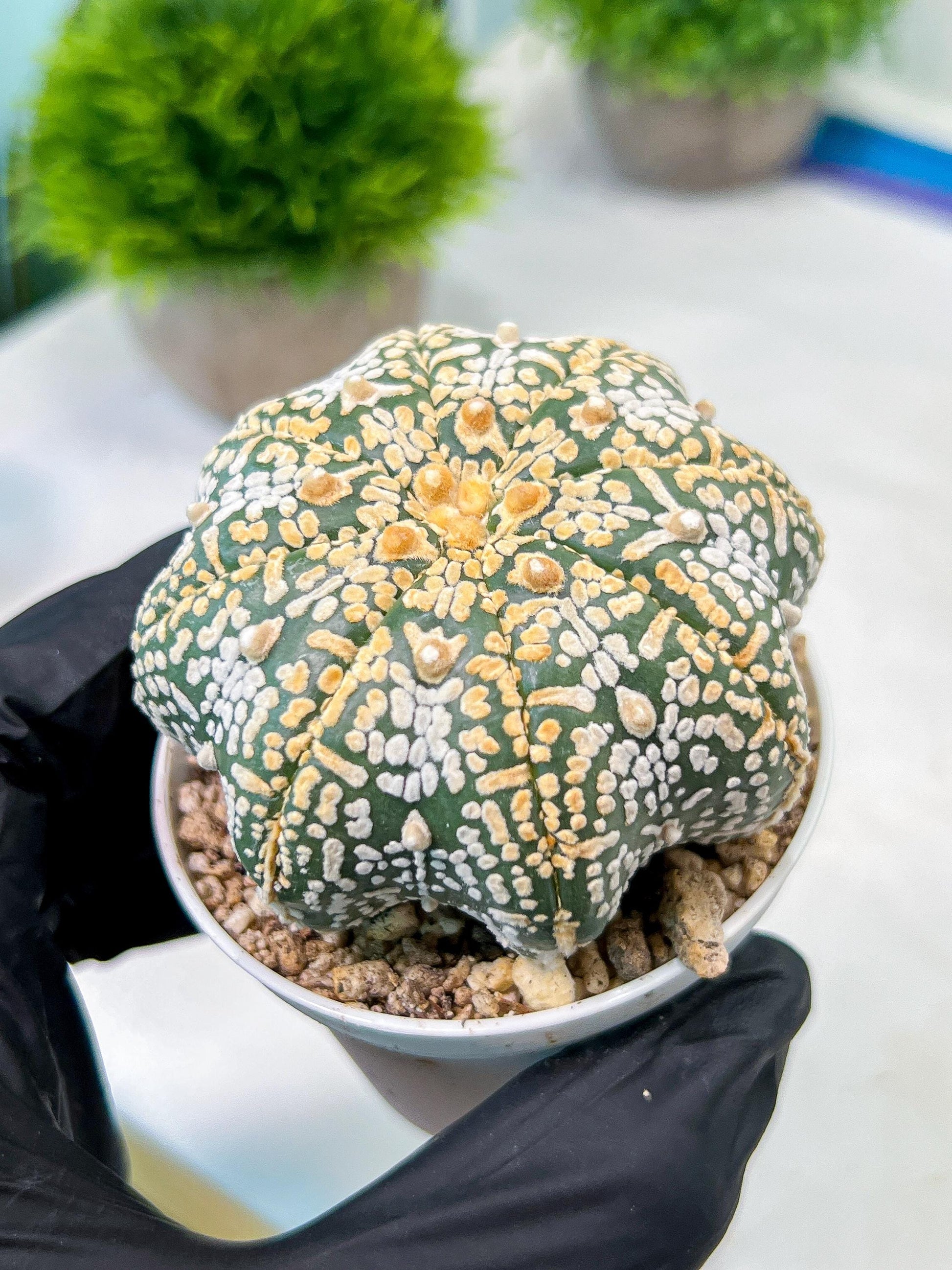 Custom Order- We’ll send you the exact live plant pictured (T8) (y3) | SHIP from USA | 3" Pot