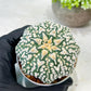 Custom Order- We’ll send you the exact live plant pictured (T8) (y4) | Las Vegas PLANT SELLER| 3" Pot