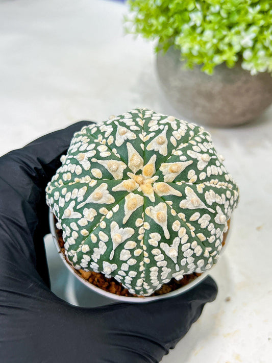 Custom Order- We’ll send you the exact live plant pictured (T8) (y4) | Las Vegas PLANT SELLER| 3" Pot