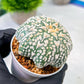 Custom Order- We’ll send you the exact live plant pictured (T8) (y4) | Las Vegas PLANT SELLER| 3" Pot