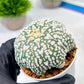 Custom Order- We’ll send you the exact live plant pictured (T8) (y4) | Las Vegas PLANT SELLER| 3" Pot