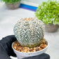 Custom Order- We’ll send you the exact live plant pictured (T8) (y5) | Las Vegas Plant Shp | 3" Pot