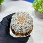 Custom Order- We’ll send you the exact live plant pictured (T8) (y5) | Las Vegas Plant Shp | 3" Pot
