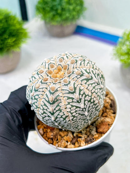 Custom Order- We’ll send you the exact live plant pictured (T8) (y5) | Las Vegas Plant Shp | 3" Pot
