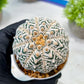 Custom Order- We’ll send you the exact live plant pictured (T8) (y5) | Las Vegas Plant Shp | 3" Pot