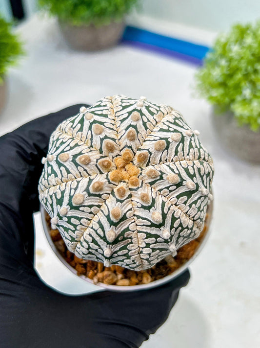 Custom Order- We’ll send you the exact live plant pictured (T8) (y5) | Las Vegas Plant Shp | 3" Pot