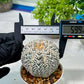 Custom Order- We’ll send you the exact live plant pictured (T8) (y5) | Las Vegas Plant Shp | 3" Pot