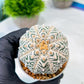 Custom Order- We’ll send you the exact live plant pictured (T8) (y5) | Las Vegas Plant Shp | 3" Pot