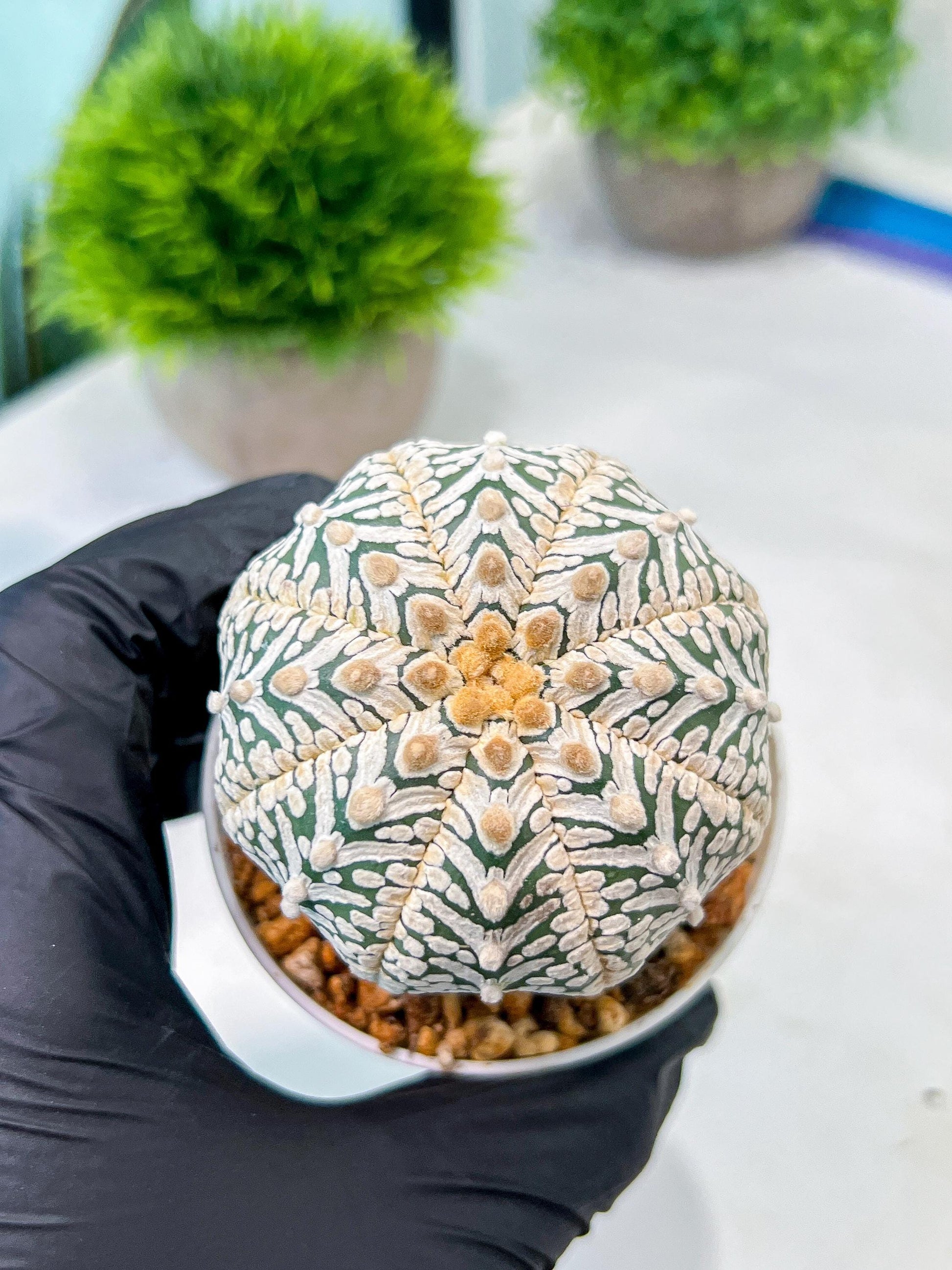 Custom Order- We’ll send you the exact live plant pictured (T8) (y5) | Las Vegas Plant Shp | 3" Pot