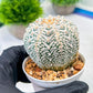 Custom Order- We’ll send you the exact live plant pictured (T8) (y5) | Las Vegas Plant Shp | 3" Pot